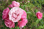 Sept jolies roses sur un rosier, dans un jardin français.