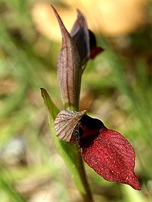 langue Serapias Mallorca 01.jpg