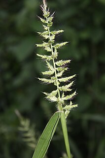 <i>Setaria barbata</i> Species of plant