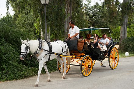 Horse drawn carriage sightseeing in Seville