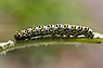 Shargacucullia verbasci (Kuifvlinder)