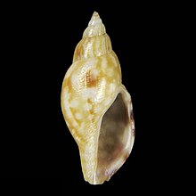 Shell Daphnella floridula.jpg