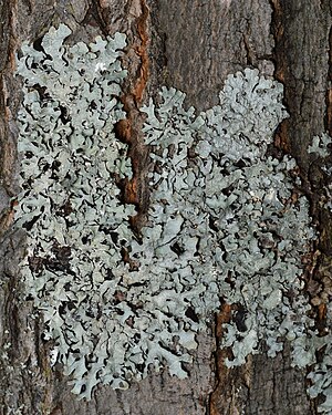 Shield Lichen (Parmelia sulcata)