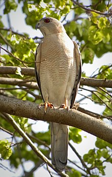 Shikra pictured in Pune, Maharashtra ShikraPune.jpg