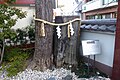 Shimenawa on two tree trunks at Kanda-Myojin in Chiyoda City, Tokyo.