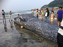 シロナガスクジラ Wikipedia