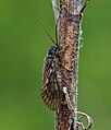 Alderfly (Sialis lutaria) Gemeine Wasserflorfliege