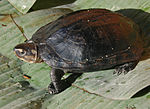 Thumbnail for Black marsh turtle
