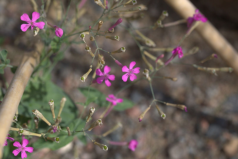 File:Silene lithuanica GotBot 2015 001.jpg