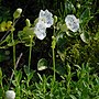 Miniatuur voor Silene uniflora