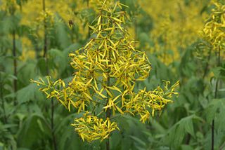 <i>Sinacalia</i> genus of plants