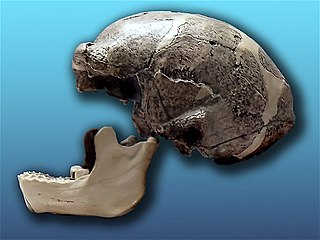 thumbHomo erectus pekinensis (Sinathropus pekinensis)