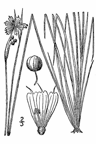 File:Sisyrinchium-mucronatum.jpg