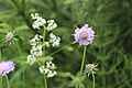 Skabiosen (Scabiosa) 2. jpg