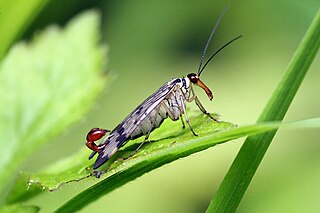 Die Skorpionsfliegen (Panorpid