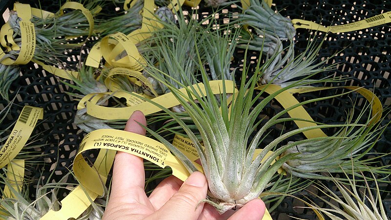 File:Sky Plant (Tillandsia ionantha var. scaposa).jpg