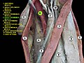 Thumbnail for Adductor minimus muscle