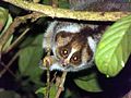 Bornean Slow Loris