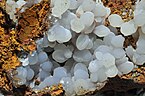 Crystals of smithsonite: Ojuela Mine, Mapimi, Mun. de Mapimi, Durango, Mexico