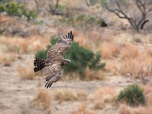 Einfarb-Schlangenadler: Merkmale, Verbreitung und Zugverhalten, Lebensraum