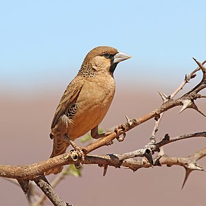 Osiadł tkacz (Philetairus socius) w rezerwacie Tswalu Kalahari w RPA