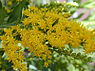 Guldenroede (Solidago)