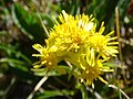 Solidago virgaurea subsp. alpestris