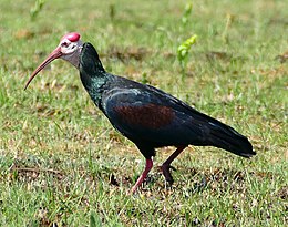 Pietinis plikasis ibis (Thaumatibis gigantea )