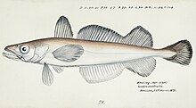 Illustrations de poissons du Pacifique Sud par F.E. Clarke 59.jpg