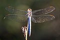 * Nomination Southern skimmer (Orthetrum brunneum) male, Bulgaria --Charlesjsharp 10:52, 2 October 2017 (UTC) * Decline This is a fairly large file, but the head and half of the abdomen are unsharp, and the picture reminds me of photos (albeit probably smaller ones) that you opposed. -- Ikan Kekek 23:35, 2 October 2017 (UTC)