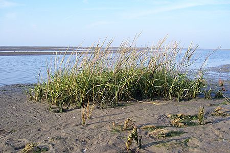 Cỏ biển Spartina