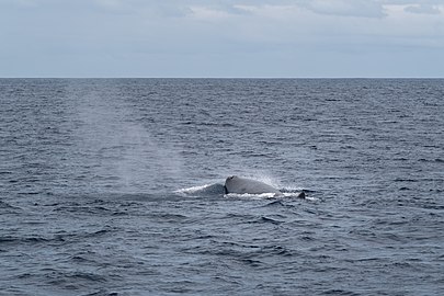 Sperm whale (Physeter macrocephalus), São Miguel Island, Azores, Portugal
