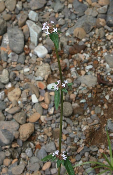 Spermacoce remota