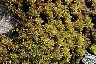 <i>Sphagnum inundatum</i> Species of moss