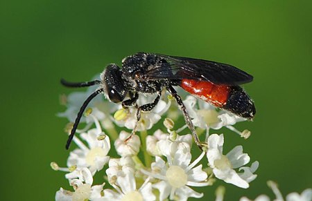 Sphecodes gibbus