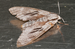 Sphinx maurorum