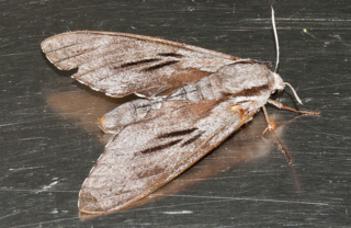 <i>Sphinx maurorum</i> Species of moth