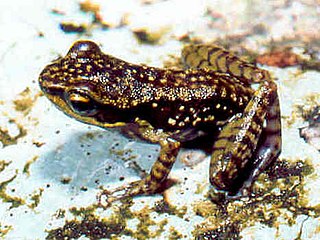 <i>Spinomantis bertini</i> Species of frog
