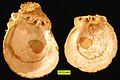 Trnate ostrige Spondylus desna in leva polovica iz pliocena na Cipru.