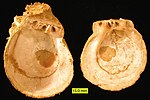 SpondylusPliocene.jpg