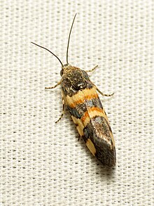 Spragueia Moth (37032692023).jpg