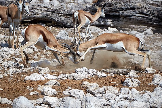 Springbok (antidorcas marsupialis) fight near Okaukuejo in Etosha