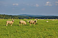 Stádo ovcí u obce Březina, v pozadí stejnojmenný vojenský újezd