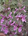 Stachys philippiana (8635848903).jpg