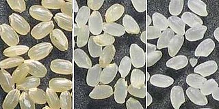 <span class="mw-page-title-main">Japanese rice</span> Strains of Japonica rice