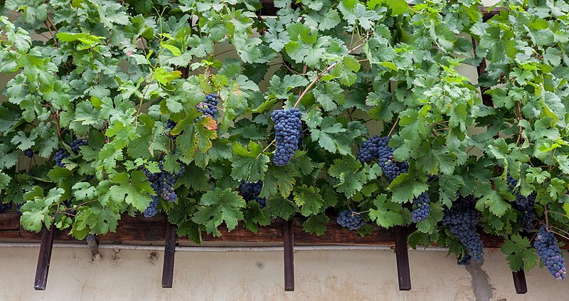 File:Stara trta, Maribor, grapes.jpg