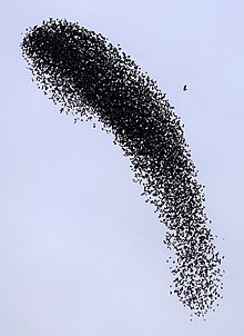 Photographie en couleurs d'une nuée d'oiseaux se détachant en noir sur fond de ciel bleu.