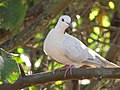 Starr-100113-1213-Psidium guajava-branches with ringneck dove-Waihee-Maui (24376094744).jpg