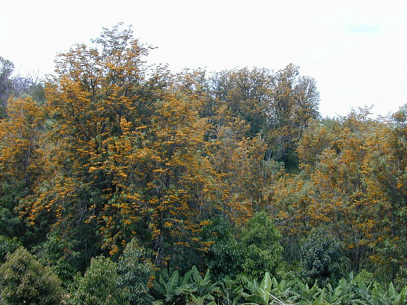 File:Starr 030418-0019 Grevillea robusta.jpg