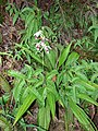 Phaius Tancarvilleae